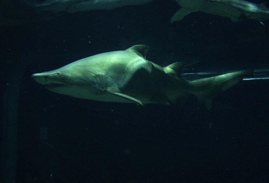 水族館の顔（撮影：しょうじ）