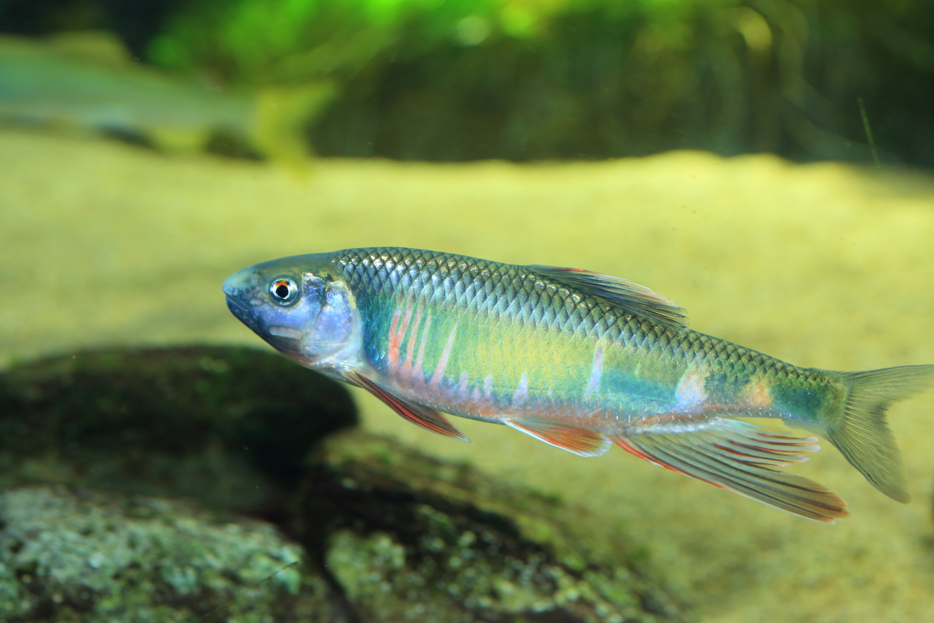 海水魚と淡水魚の環境適応の違い ＜淡水で海水魚を養殖できる？＞ - サカナト