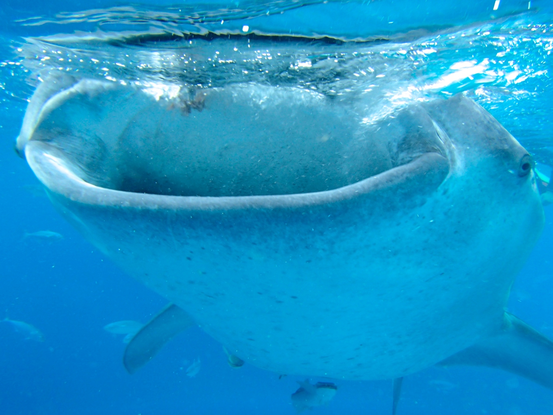 世界最大魚類＜ジンベエザメ＞の五感の秘密 大きな体だけど意外なほどに繊細？ - サカナト