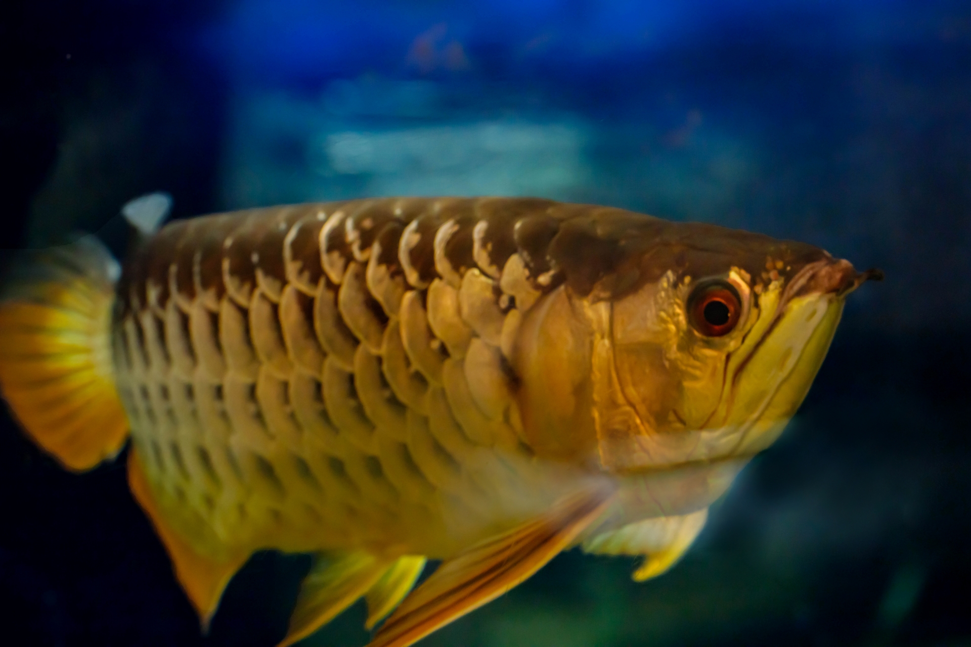 白亜紀から地球を見守る古代魚<アロワナ> 優雅に水槽を泳ぐ神秘的な魚の話 - サカナト