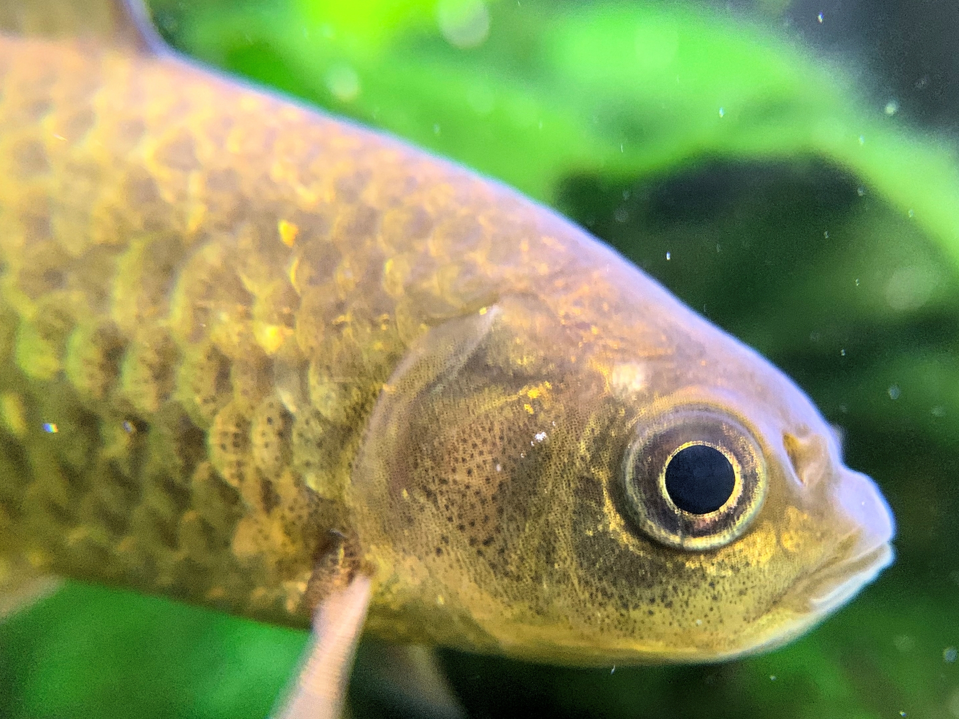 魚が持つ鱗の種類とは? 櫛鱗・円鱗・稜鱗・楯鱗・硬鱗それぞれの特徴 - サカナト