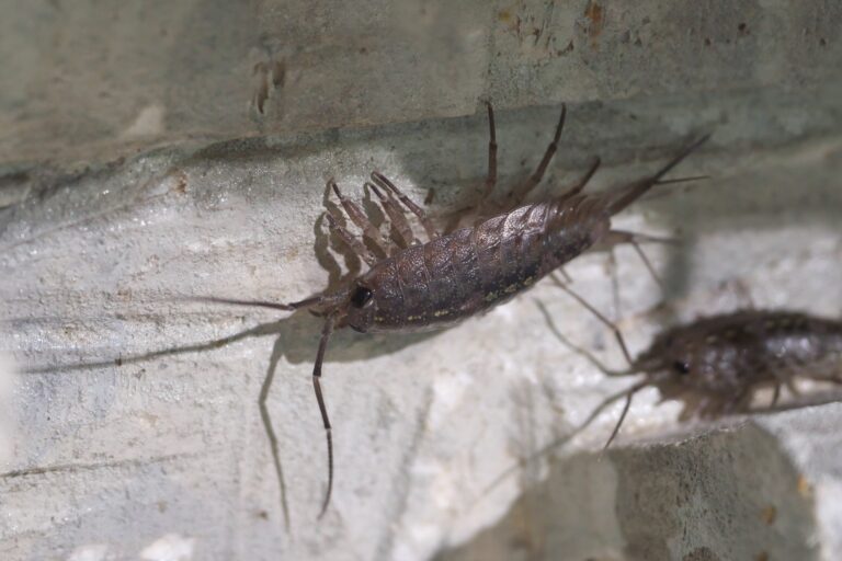 海岸で普通に見られる生物が新種だった? <フナムシ>が3種に分かれる - サカナト