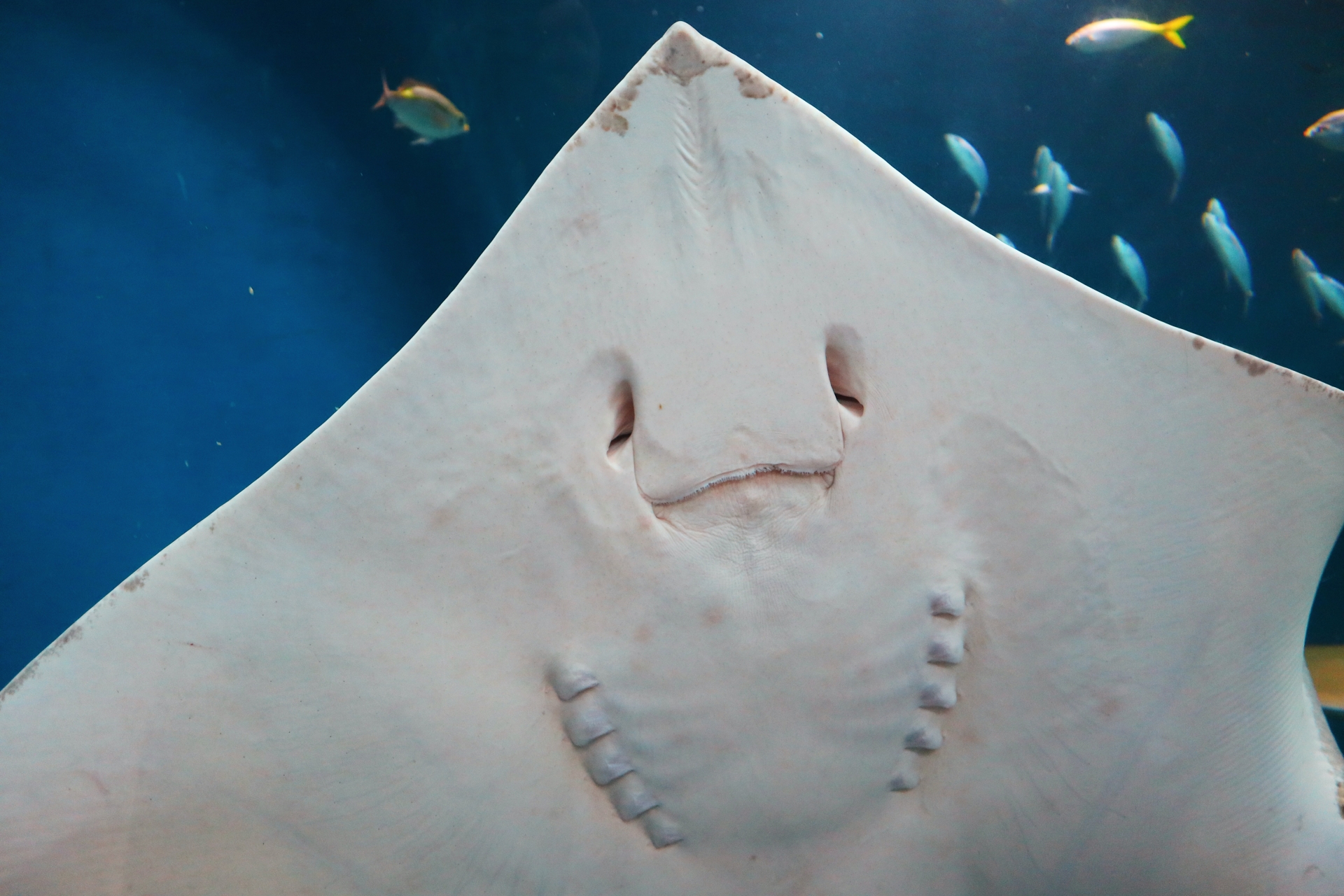 海中を優雅に羽ばたく「マンタ」の秘密 魚類最大の脳を持っている&眠らない? - サカナト