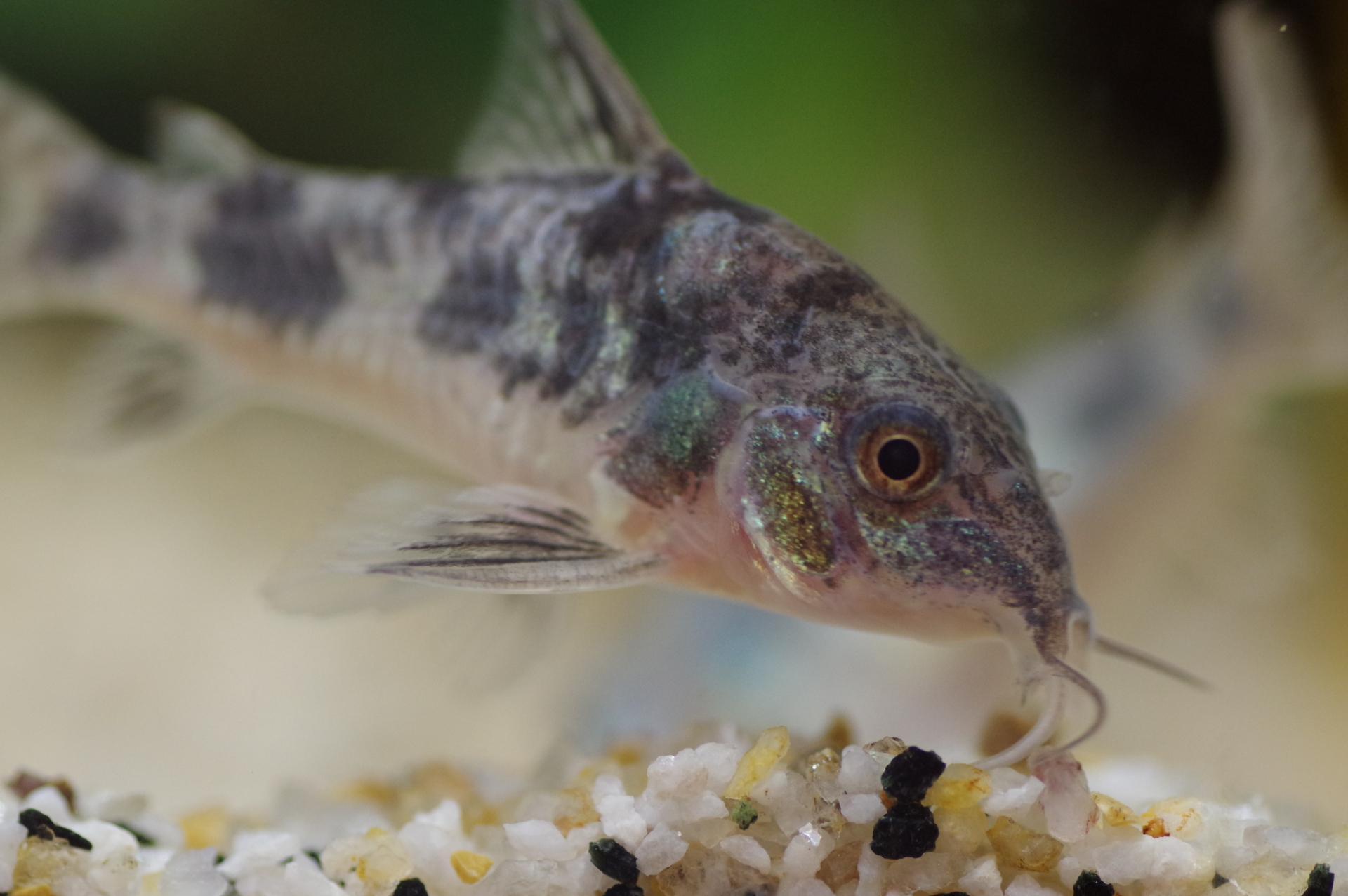 観賞魚＜コリドラス＞の生態と魅力に迫る ヘルメットのような硬い皮膚 