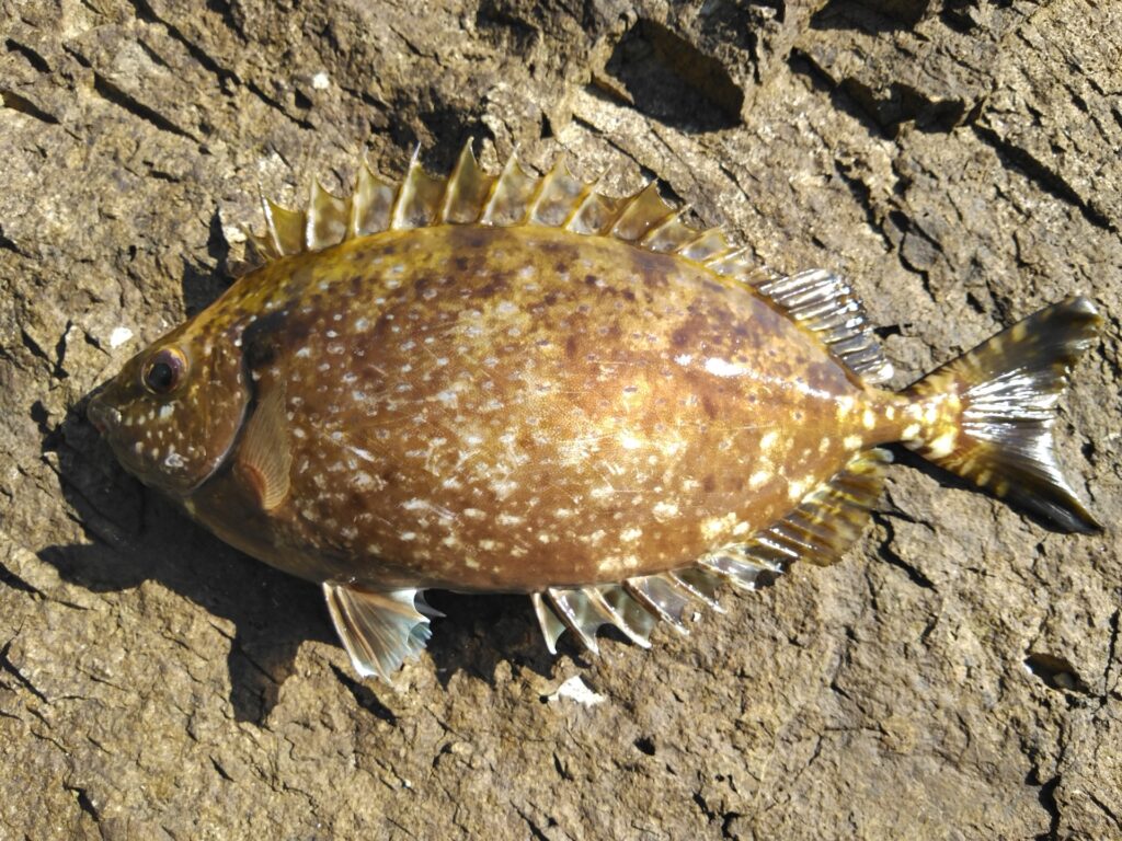 宮城県で急増する<アイゴ> 磯焼けの原因と言われる理由とは? - サカナト