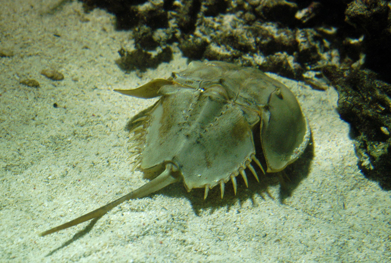 カブトガニが作る＜珠（たま）＞は実在するのか専門家に聞いて