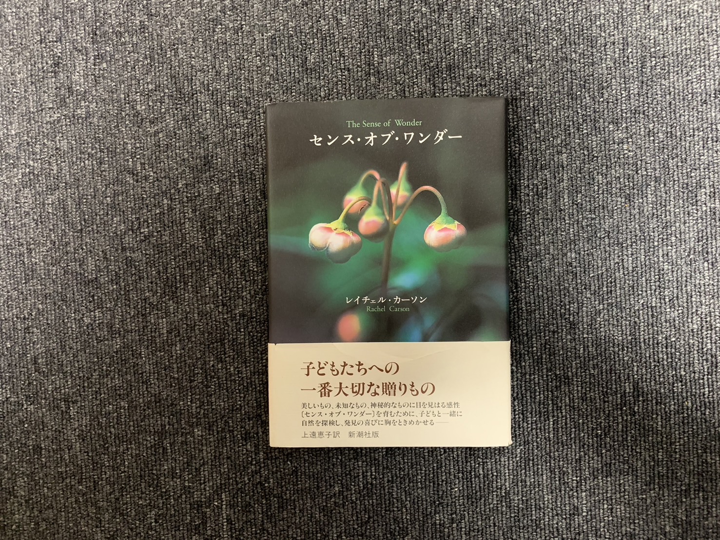 センスオブワンダー 野村直子 , +++センス・オブ・ワンダー+++ – FUIO