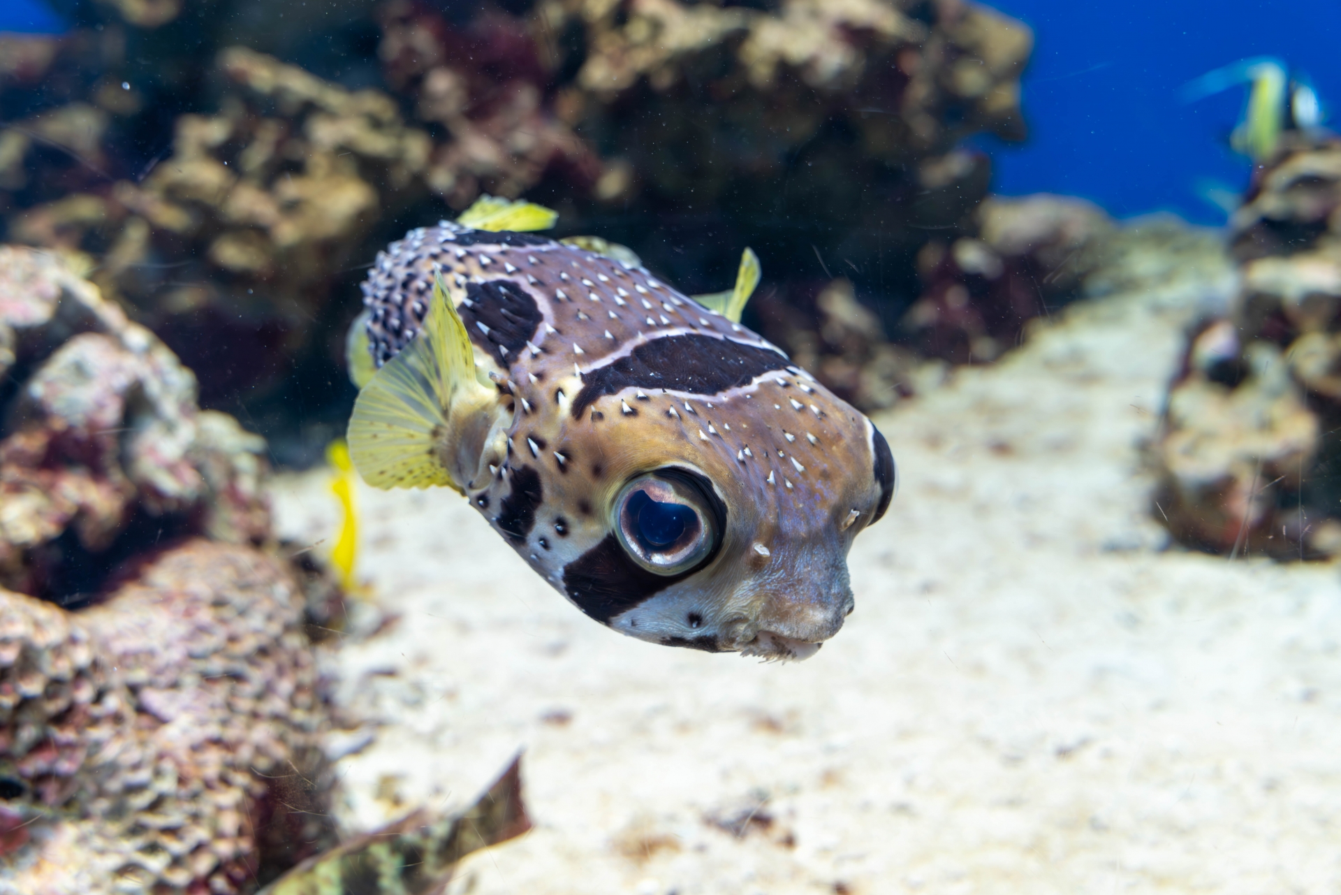 模様が人の顔っぽい＜ヒトヅラハリセンボン＞ ハリセンボンとの違い・見分け方 - サカナト