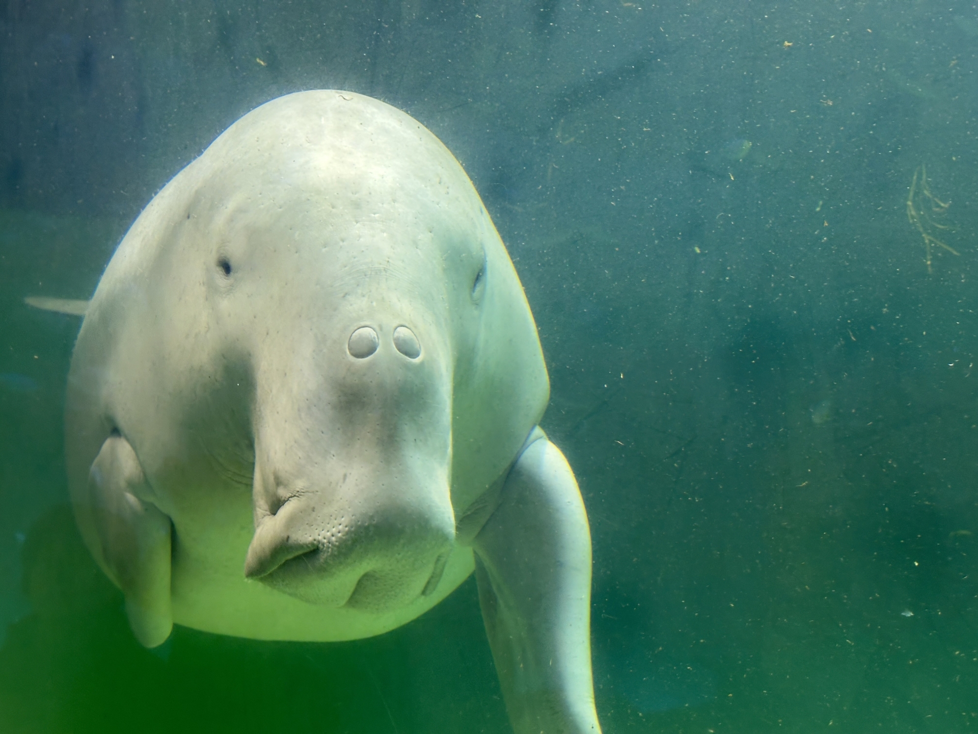 可愛い海の癒し系だけど絶滅危惧種＜ジュゴン＞【私の好きなサカナたち】 - サカナト