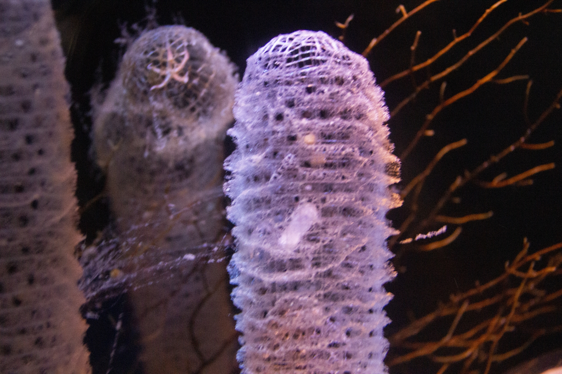 病気の治療薬にもなった＜カイメン＞ スポンジが主人公のアニメの