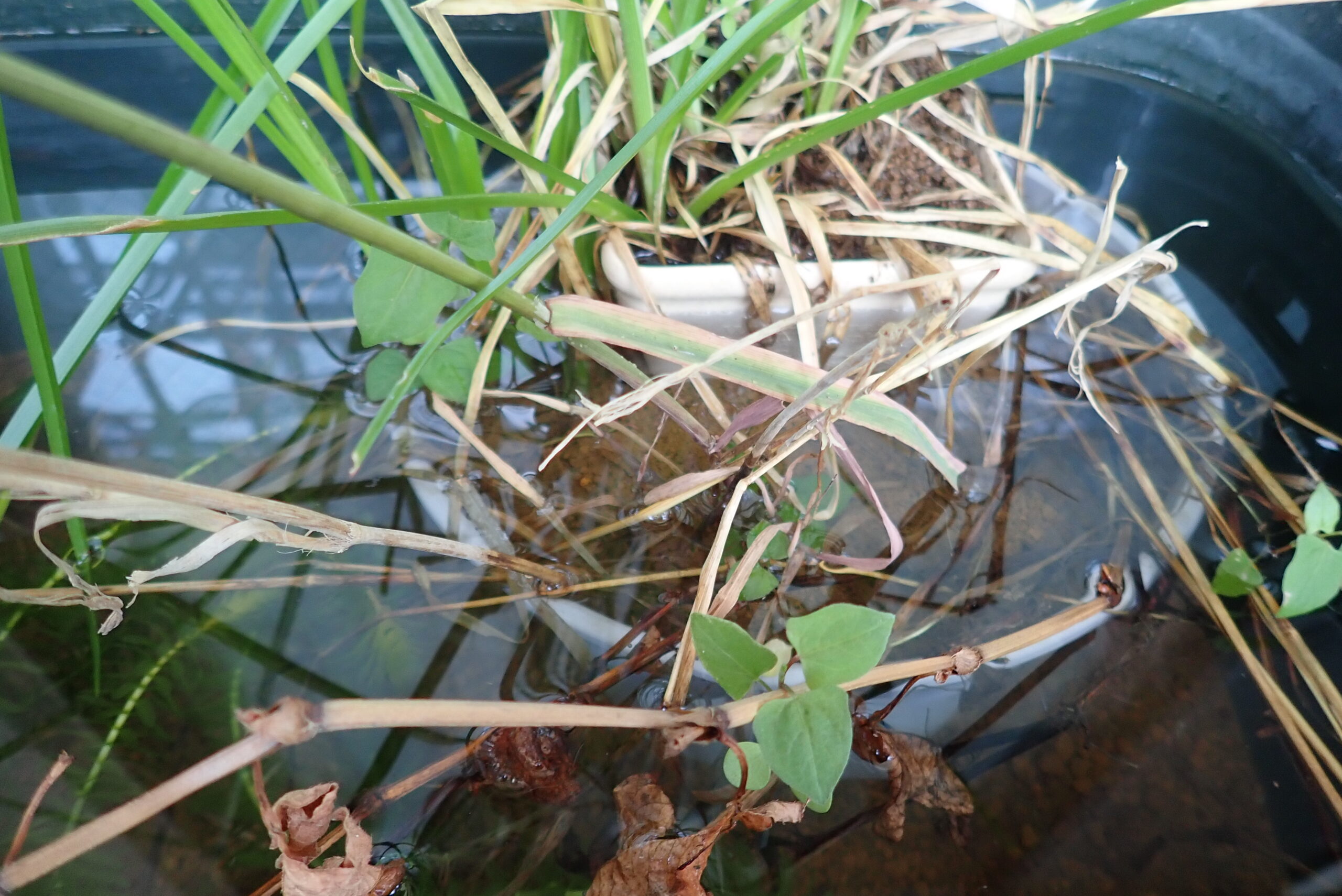 湿地帯ビオトープの作り方！ 準備するもの＆コンテナで生きる植物・動物たち - サカナト