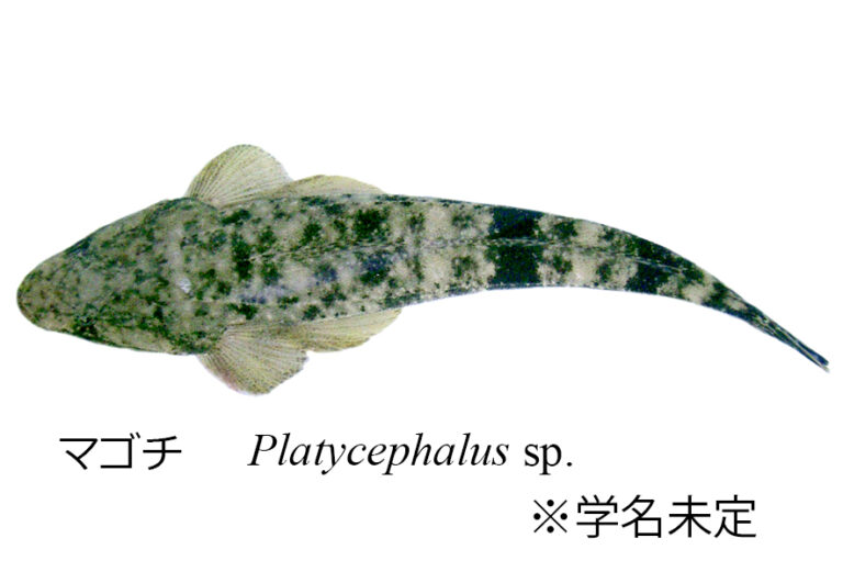 魚の学名とその仕組みとは？ 命名方法から記載のルールまで徹底解説 - サカナト 3