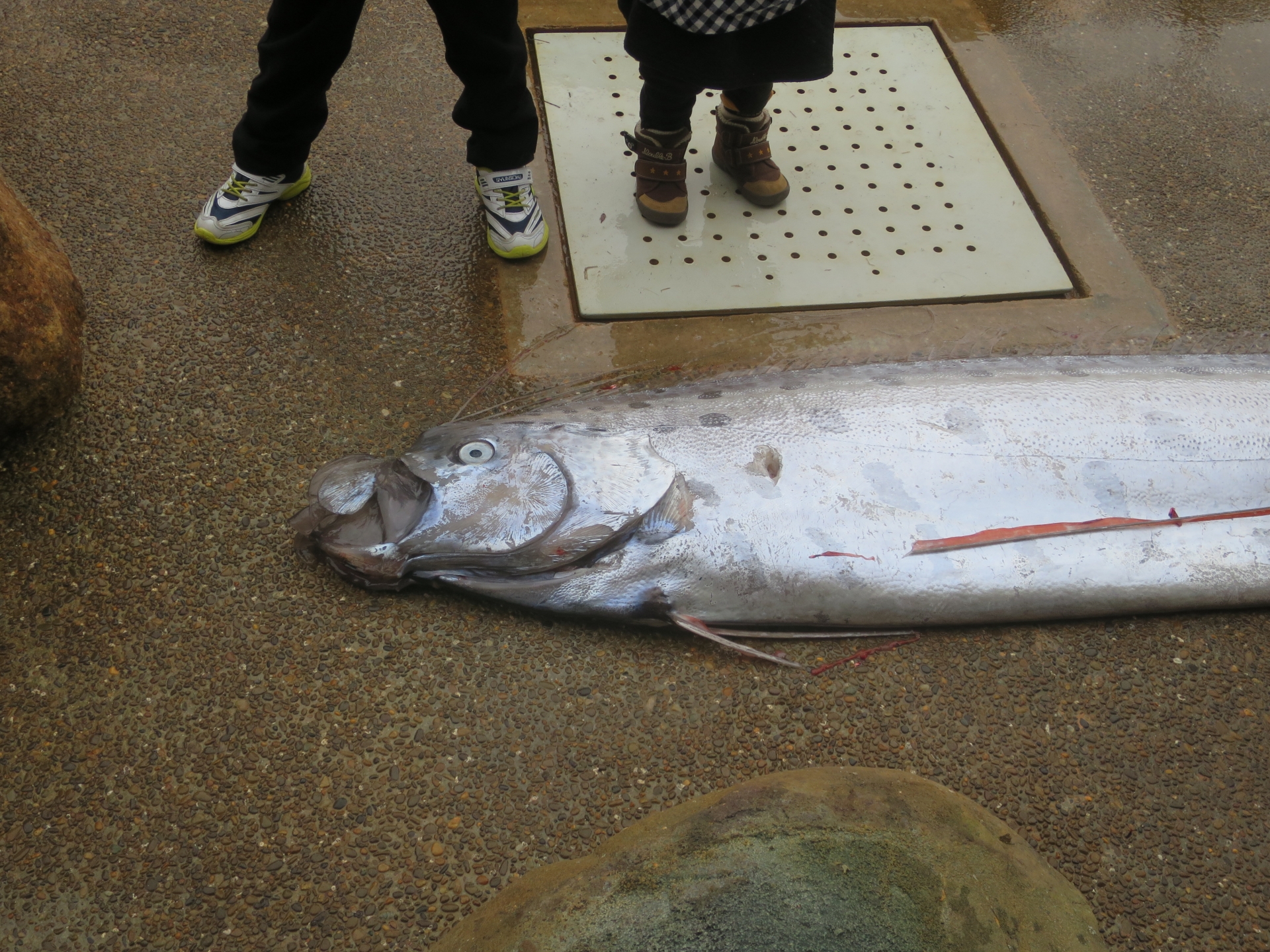 幻の深海魚＜リュウグウノツカイ＞はどのように暮らしている