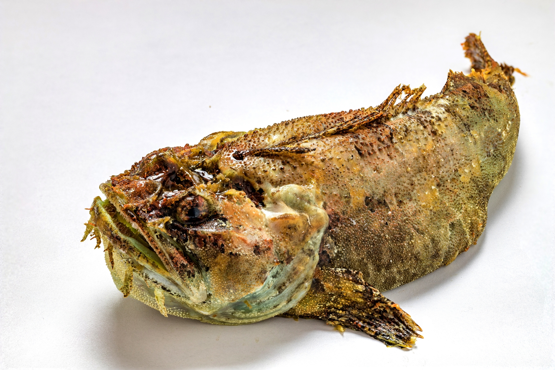 さかな 背びれのトゲが特徴的な＜ケムシカジカ＞ 寒い海域にすみ北海道では