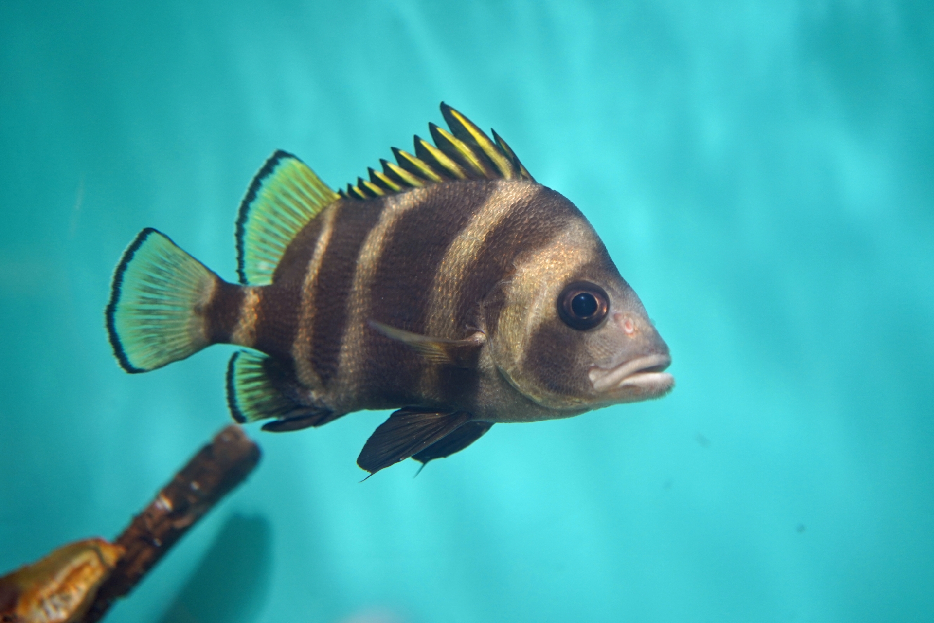 瀬戸内海で捕れる勇ましい見た目の「セトダイ」 別名は「タモリ