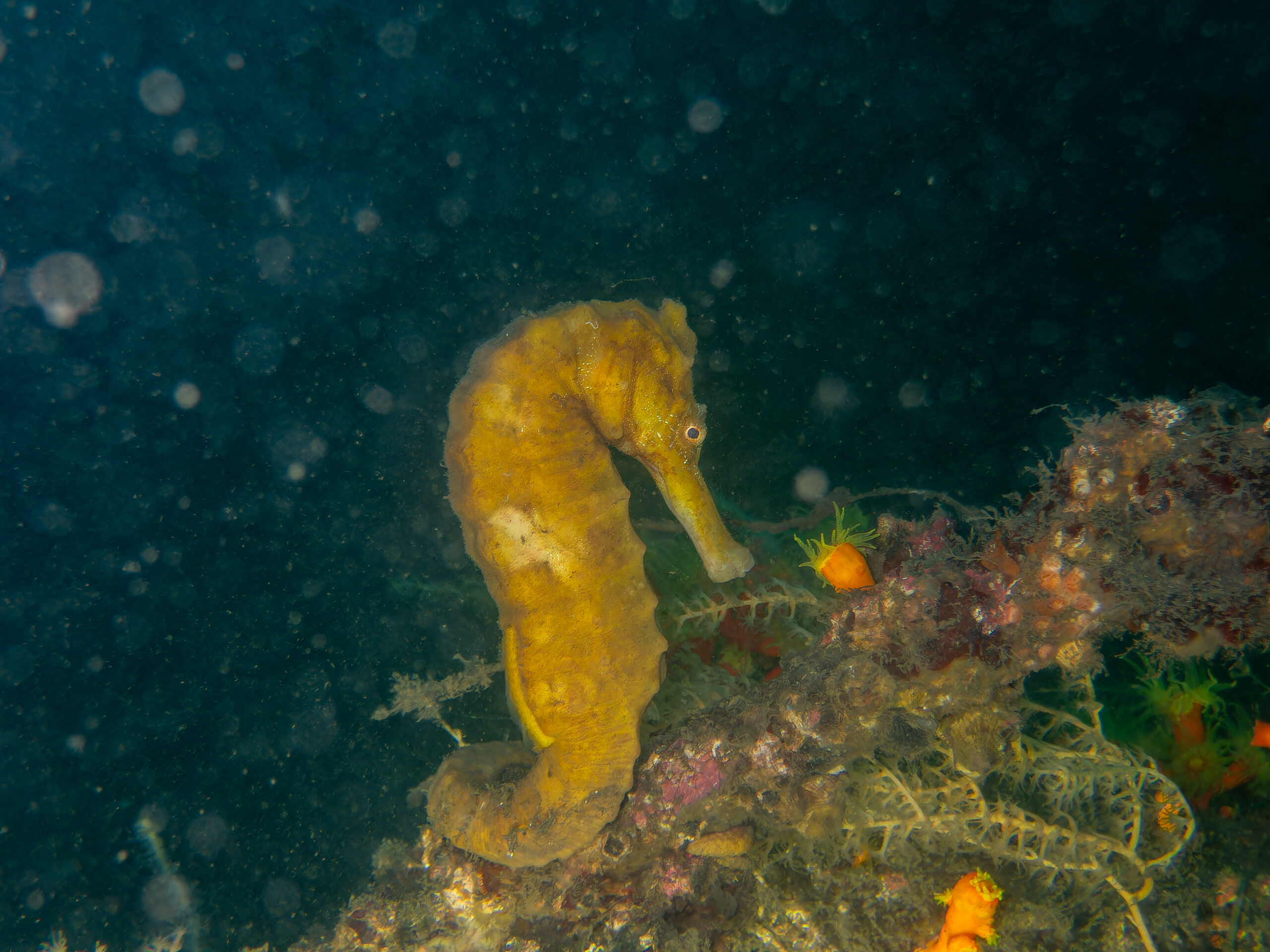 伊豆で楽しむ＜ナイトダイビング＞と＜ディープダイビング＞ 暗い海に