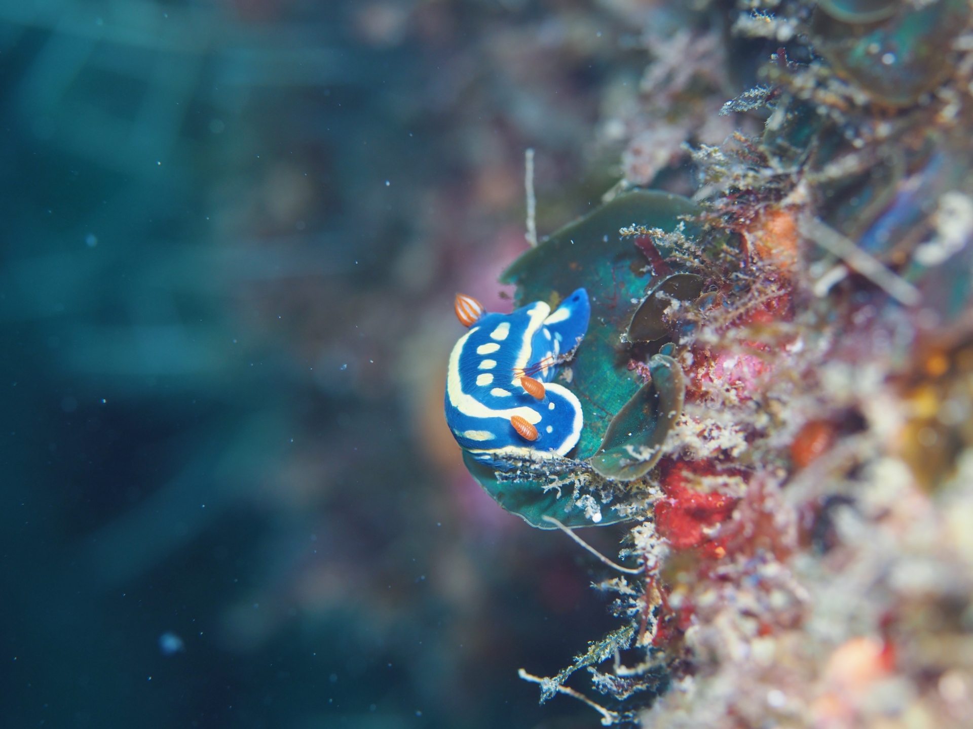 海の宝石＜ウミウシ＞はどんな生き物？ 複数の分類群をまたいで総称される色彩豊かな軟体動物たち - サカナト