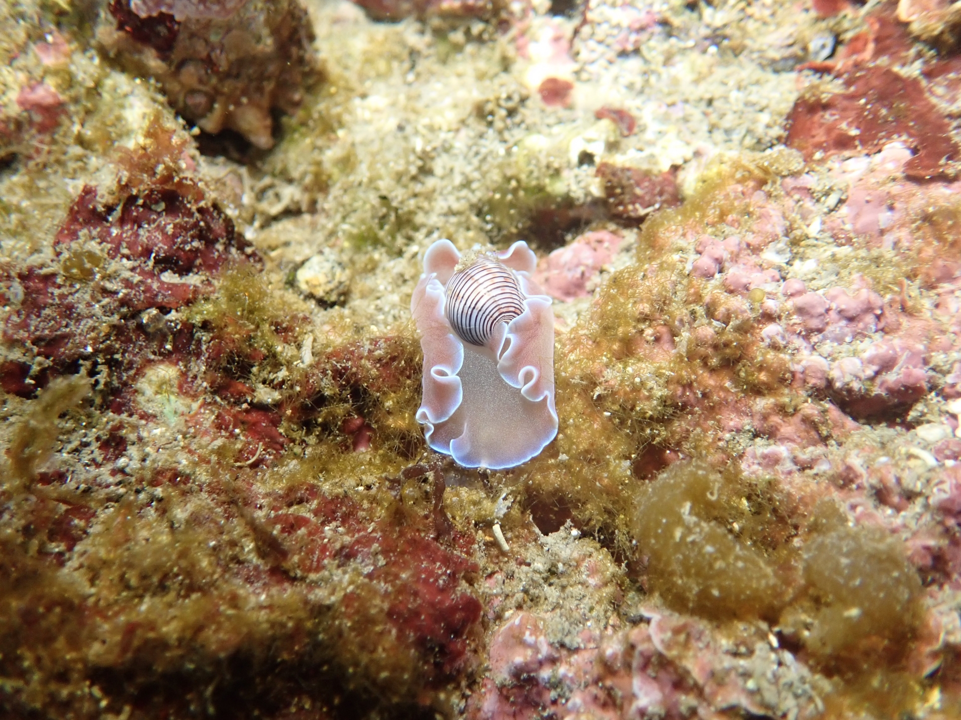 海の宝石＜ウミウシ＞はどんな生き物？ 複数の分類群をまたいで総称される色彩豊かな軟体動物たち - サカナト