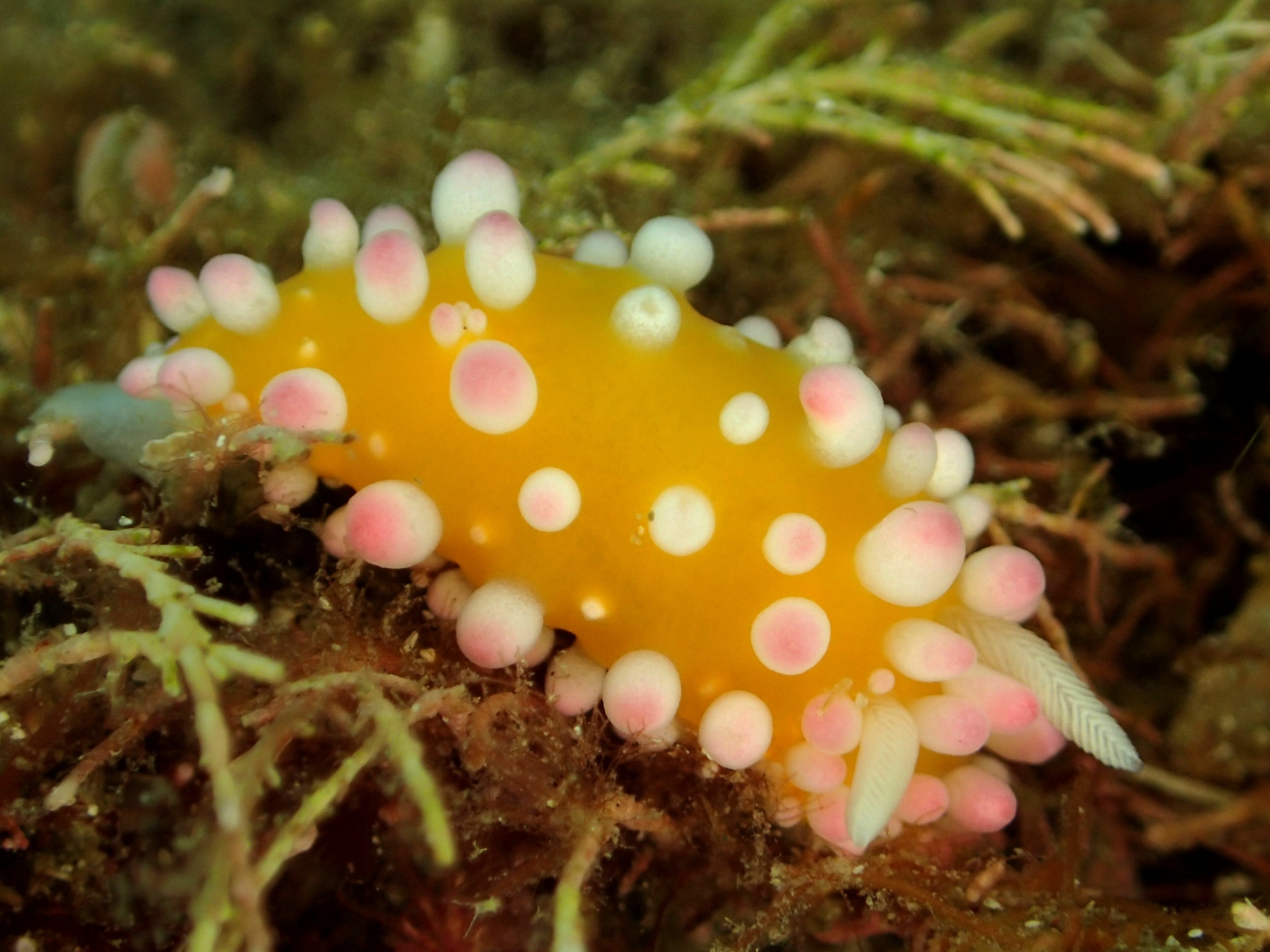 海の宝石＜ウミウシ＞はどんな生き物？ 複数の分類群をまたいで総称される色彩豊かな軟体動物たち - サカナト