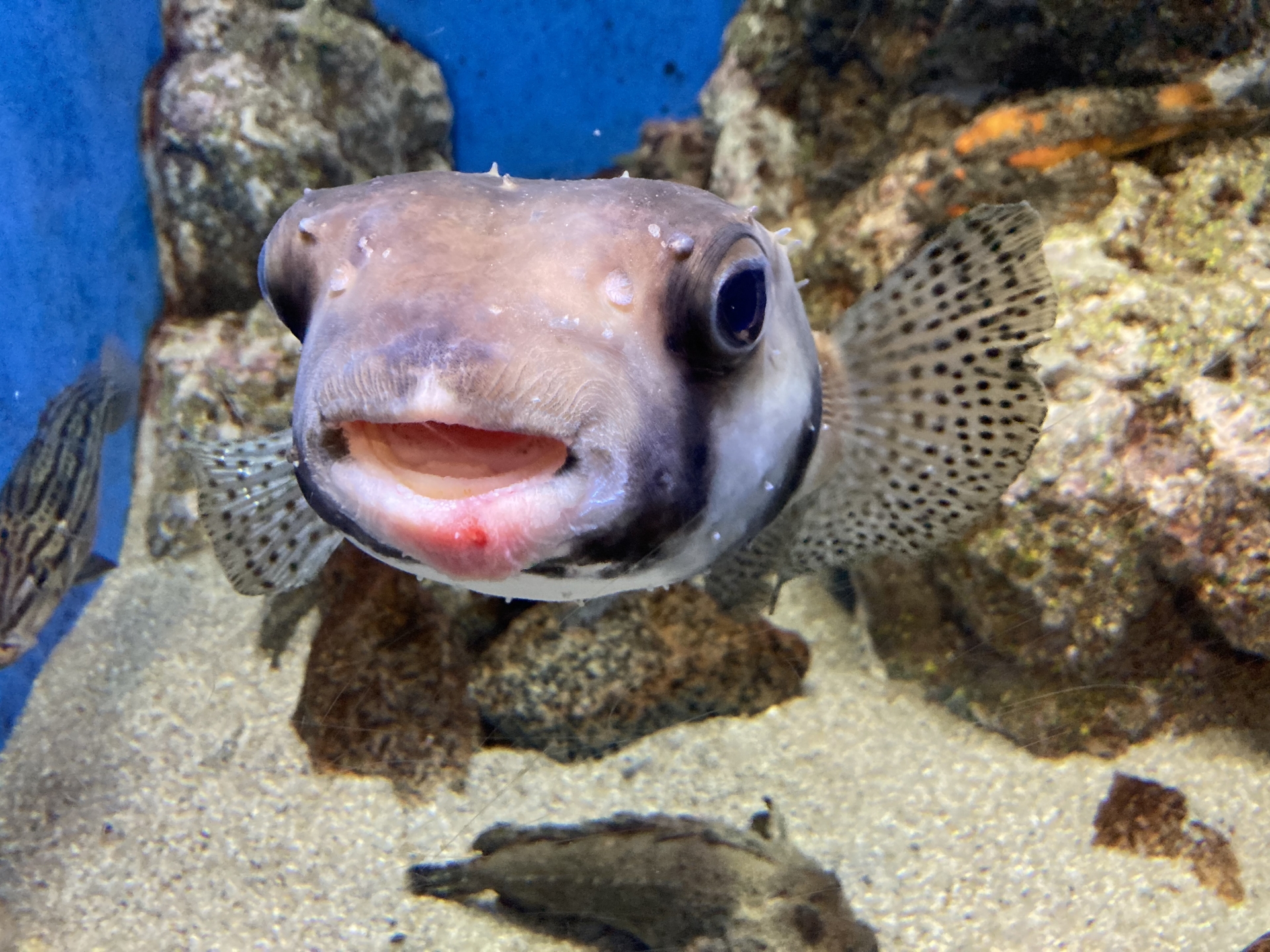 微笑みかけるような顔が癒されるサカナ＜イシガキフグ＞ 胃がない無胃魚で噛む力が強い - サカナト