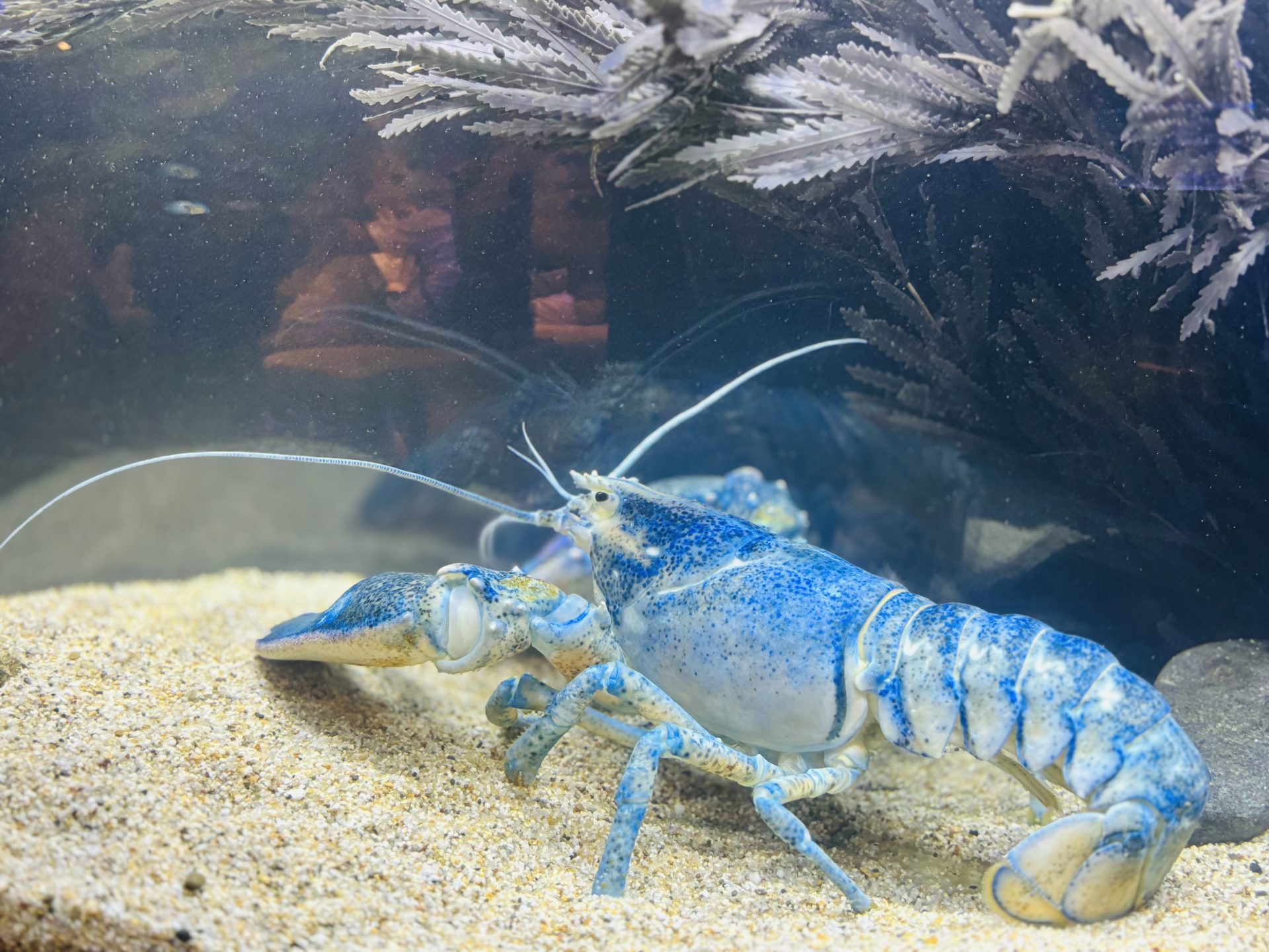 ふたつの大きなハサミを持つ甲殻類＜ロブスター＞ オマール海老の名