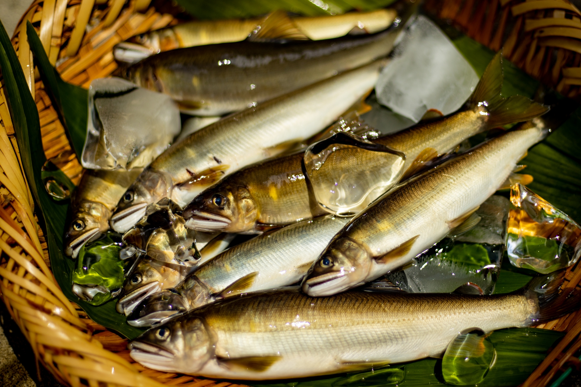 岐阜県が誇る県魚＜アユ＞がお客様の胃袋に入るまで 天然鮎のセリの流れとは？ - サカナト