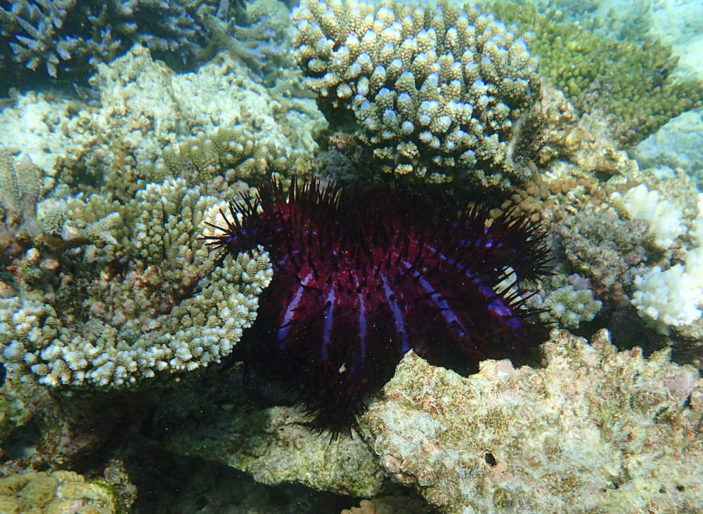 悪魔のような見た目の＜オニヒトデ＞ サンゴの食害は本当に悪魔のよう