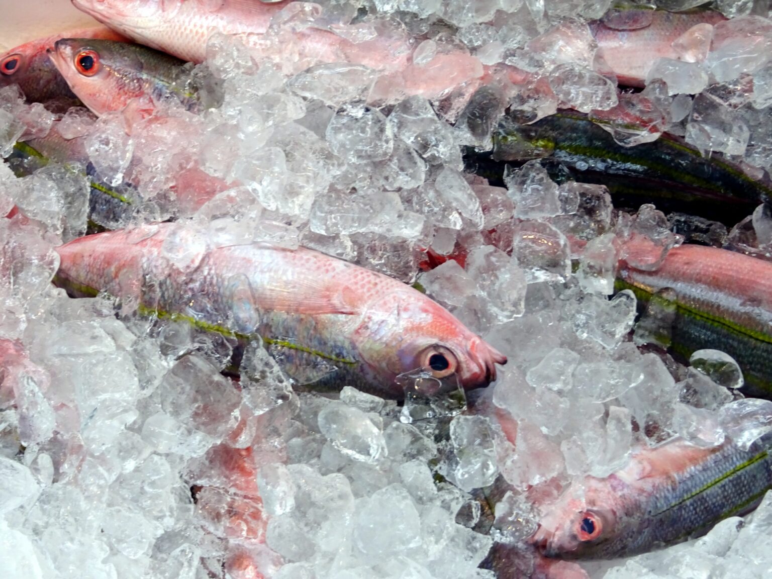 沖縄県を代表する魚<グルクン>は複数の種類がいる? 沖縄料理に欠かせない食材 - サカナト