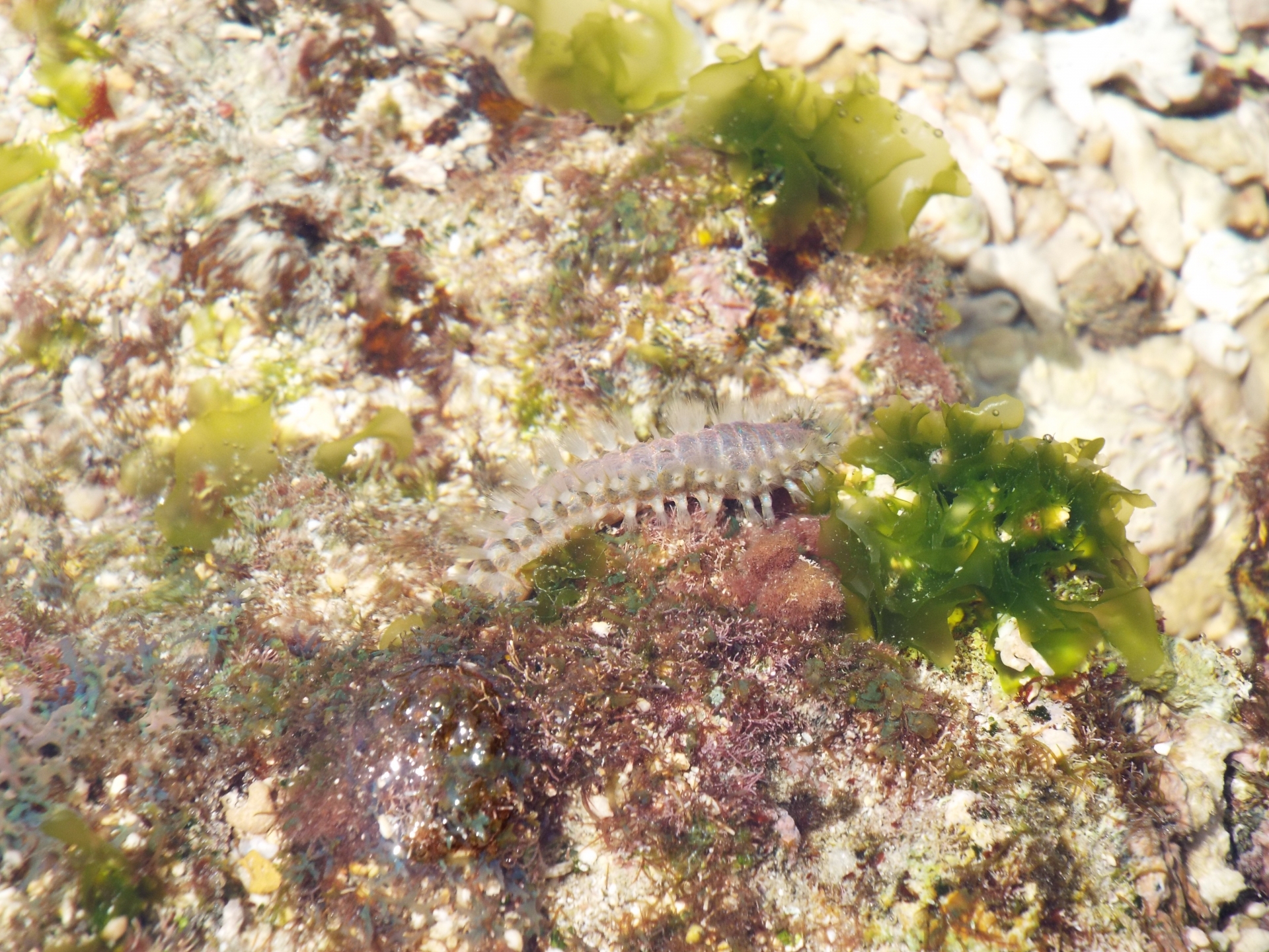 砂地にも現れる危険生物＜ウミケムシ＞に気をつけて！ 刺された時の