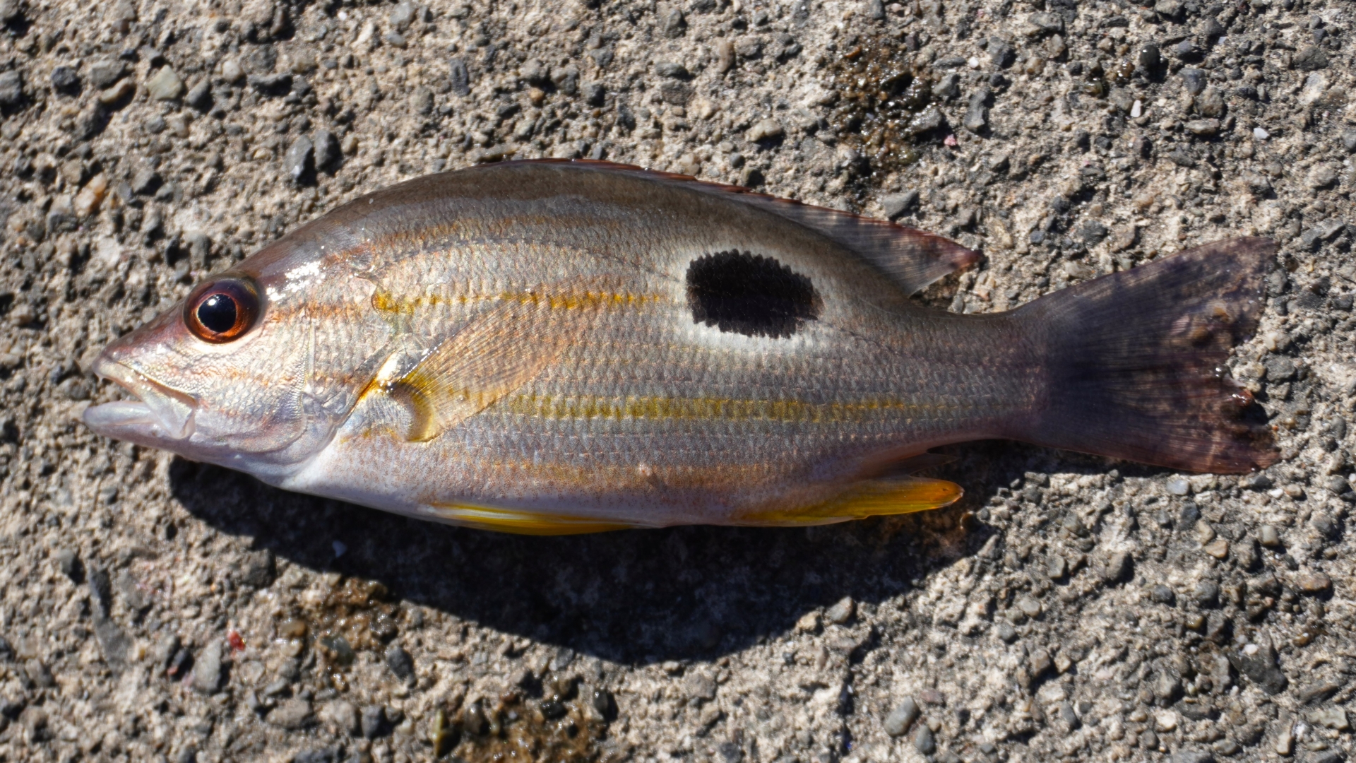 縁、魚子地縁、3点 黒い点のある＜フエダイ属魚類＞ 日本近海で見かける4種の種類と見分け