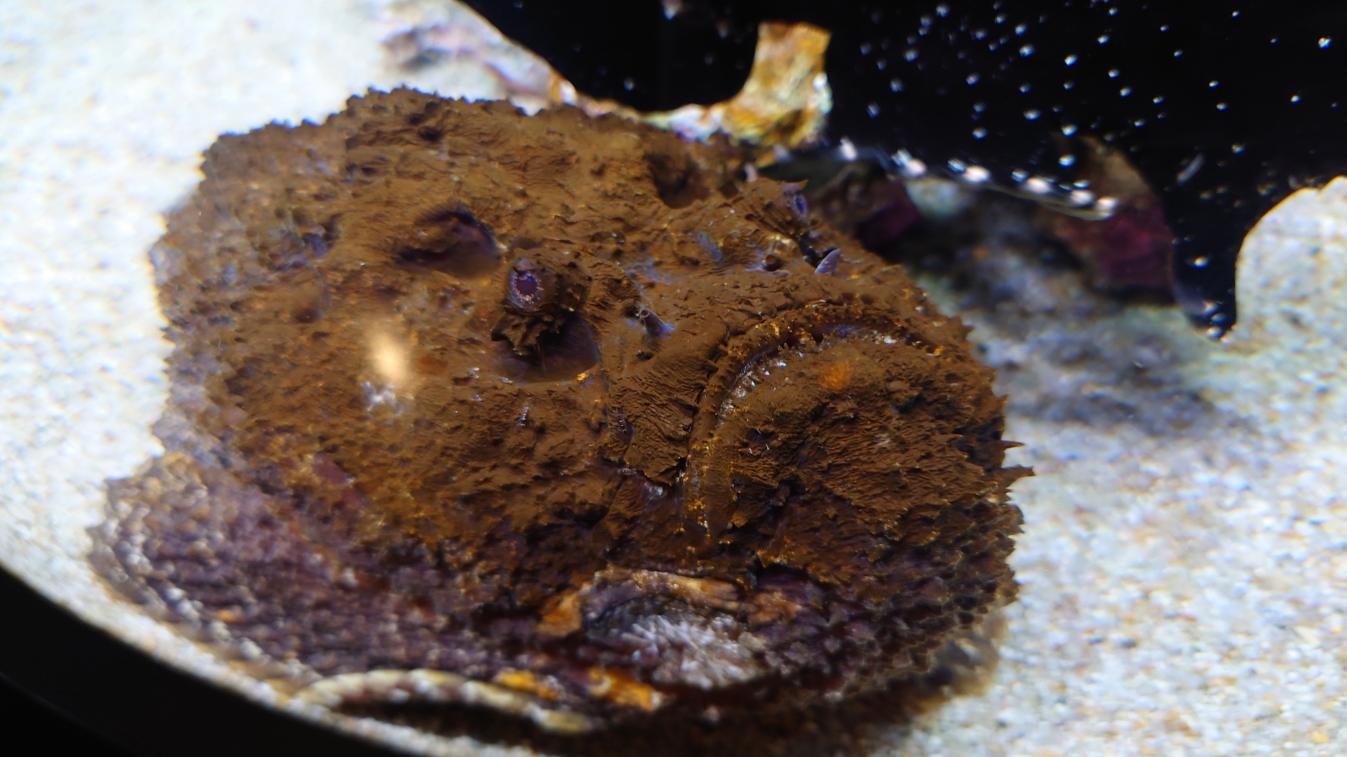 岩に擬態する＜オニダルマオコゼ＞の隠れた魅力 人間でも騙されるほど