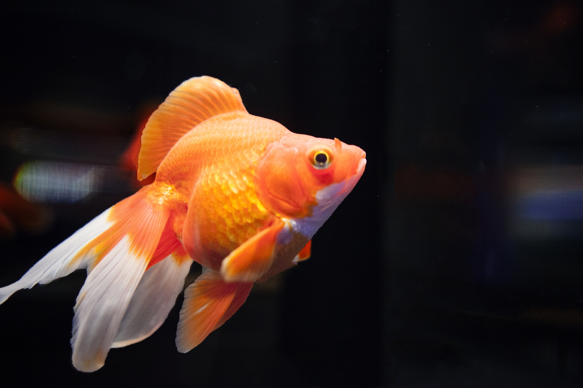 ひらひらと舞う姿に心奪われる＜琉金＞の魅力 飼育する際のポイントや