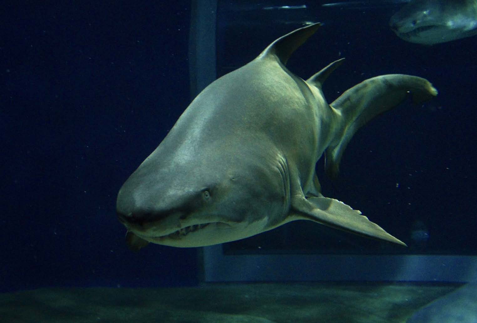 サメの聖地＜アクアワールド茨城県大洗水族館＞に潜入！ チャレンジ精神に溢れた展示の数々をレポート - サカナト