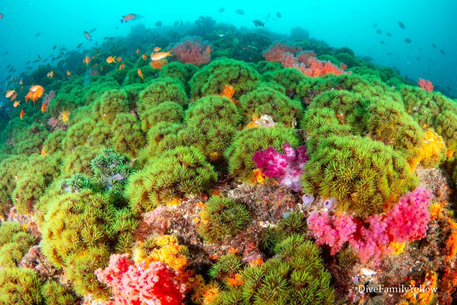 伊豆・伊東の海には「花咲く丘」がある？ ギャップが萌えるサンゴ