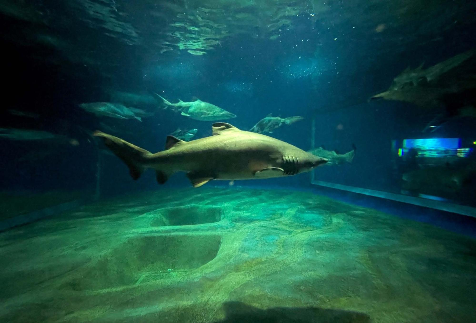 シロワニ＞飼育の裏側から未来の水族館飼育員へのメッセージまで アクアワールド茨城県大洗水族館のサメ担当にインタビュー - サカナト