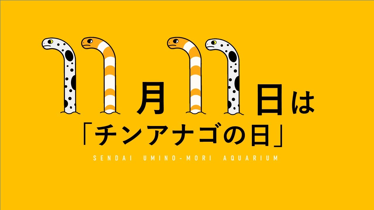 11月11日はチンアナゴの日？仙台うみの杜水族館で特別イベント開催