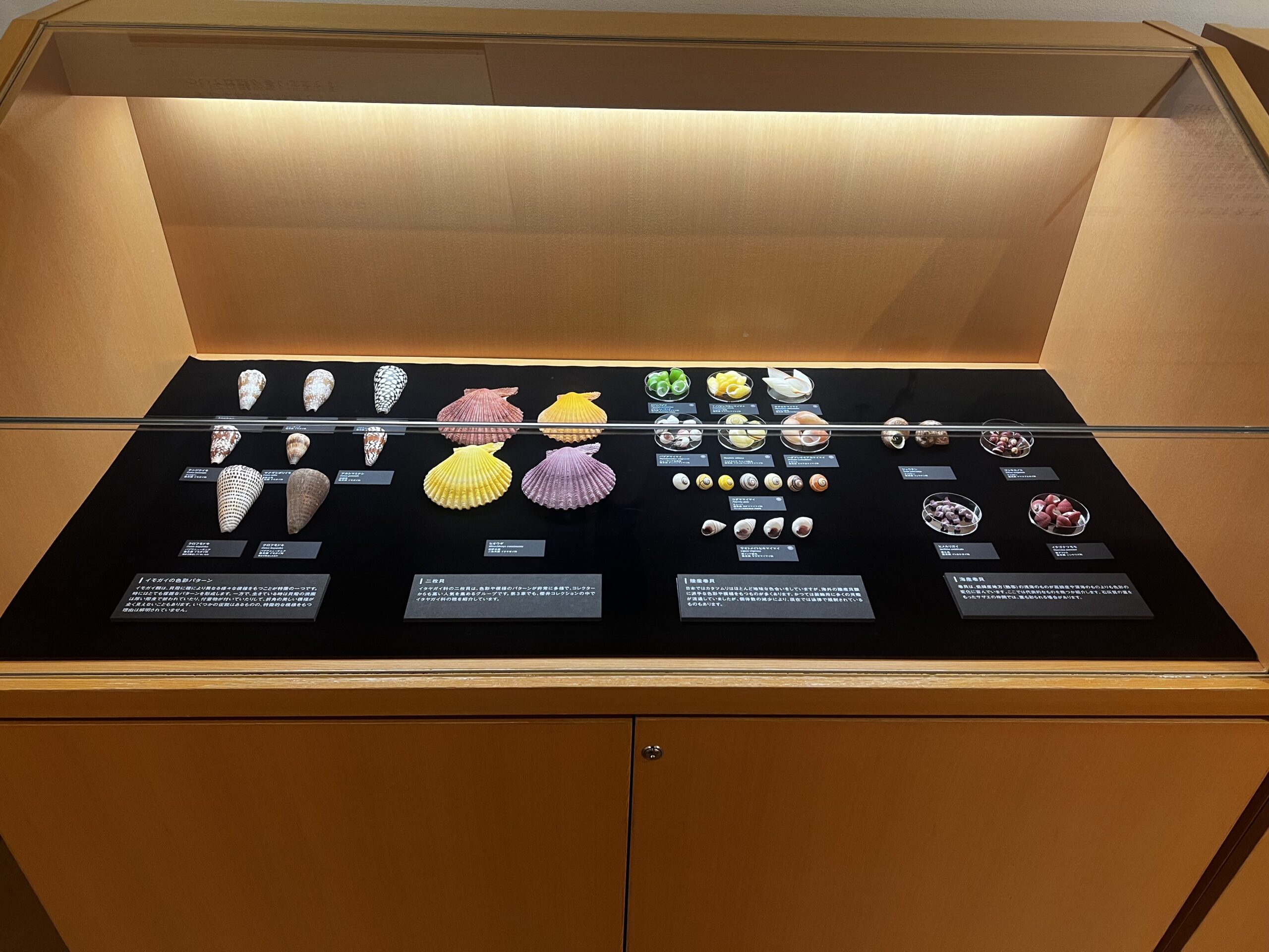 国立科学博物館で＜貝類展＞開幕 人類と長く深く関わってきた貝類と