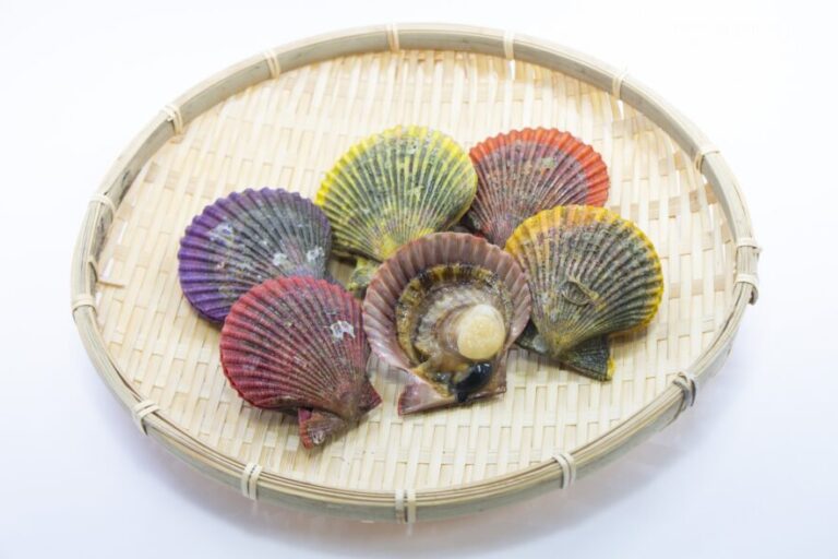 西日本で養殖される<ヒオウギ貝>がカラフルな理由 貝殻の色は遺伝的に決まっている? - サカナト