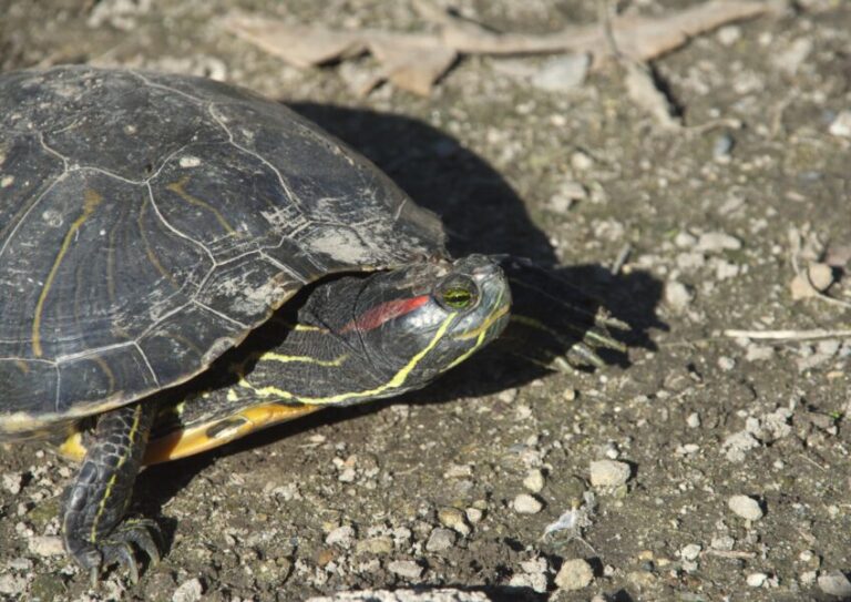 身近な水辺に棲息している<クサガメ> 他のカメとの見分け方は? - サカナト