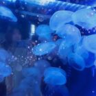 こやまゆう