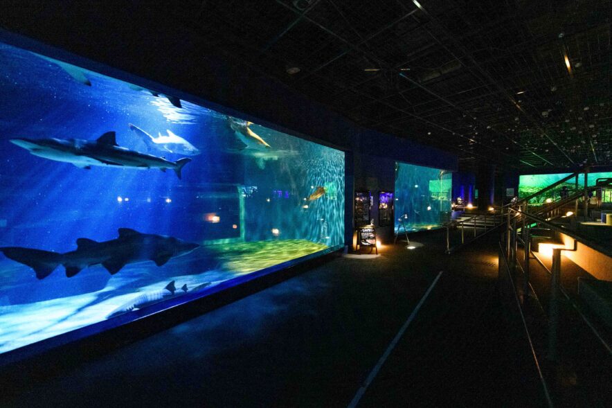 日本で初めて繫殖に成功した＜サメの子どもたち＞を披露！ アクア