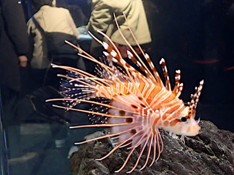 華やかで美しい＜ミノカサゴの仲間たち＞5種 見分け方のポイントは「模様」と「ヒレのかたち」？ - サカナト