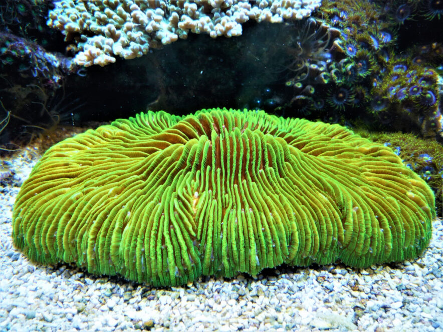 自ら海底を移動する自由生活型のサンゴ＜クサビライシ＞ 見た目は丸い