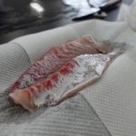 養殖マダイ「茶鯛」の切り身