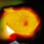 ケープペンギンの検卵を行う様子