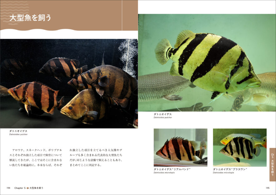 熱帯魚完全飼育』発売 “熱帯魚飼育の基本”から“上級者向けの知見”まで