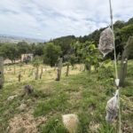 ヒトデが植林地に設置された様子