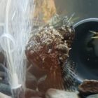 お魚ゆとく