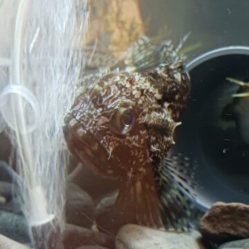 お魚ゆとく