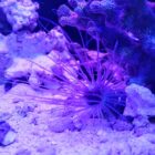 カサゴとアサリのお味噌汁